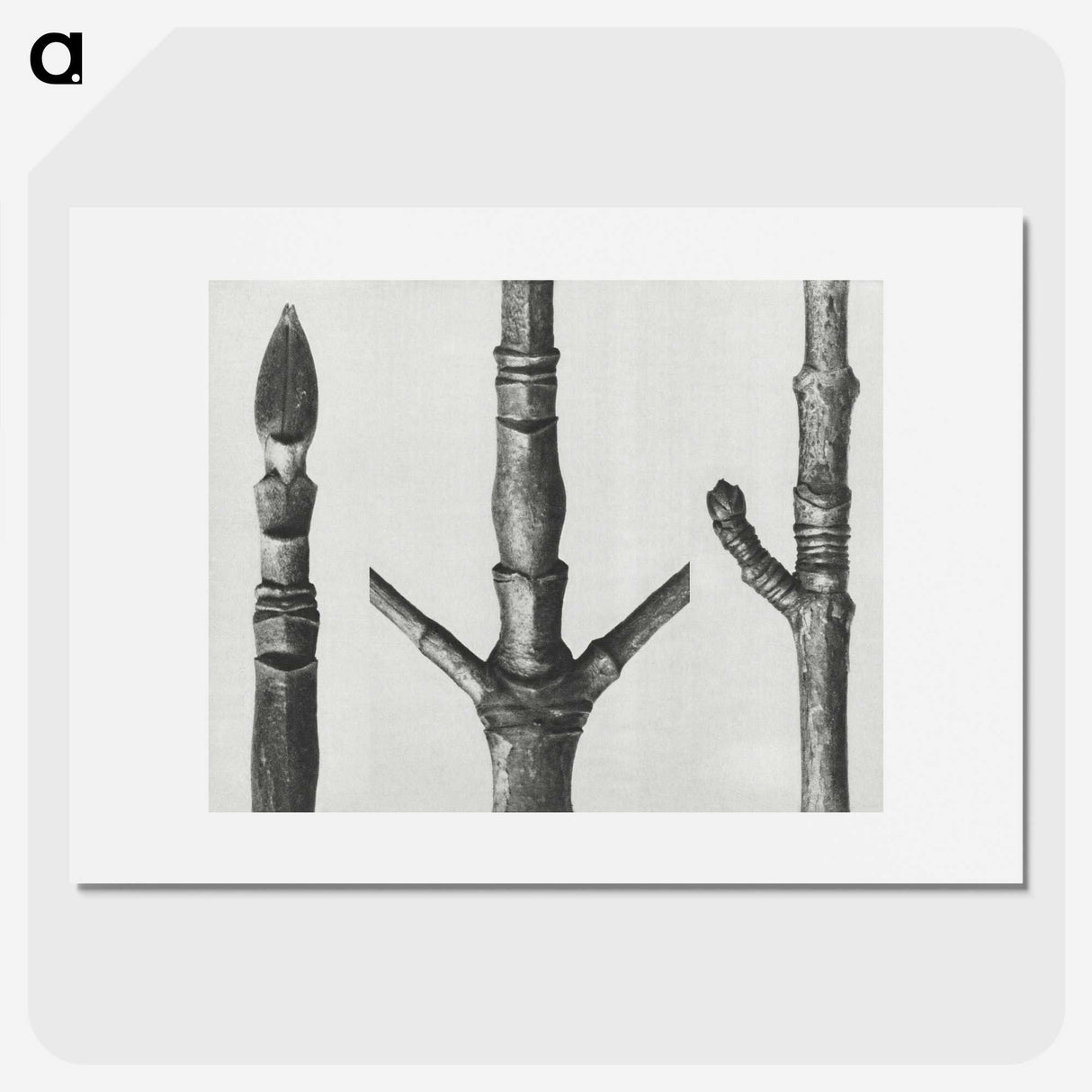 2-30_Karl-Blossfeldt_picture