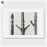 2-30_Karl-Blossfeldt_picture