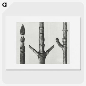 2-30_Karl-Blossfeldt_picture