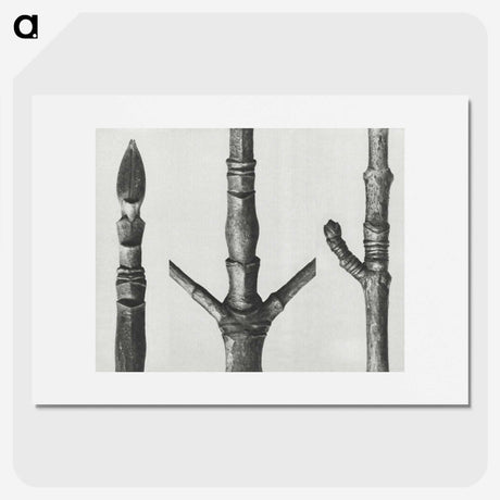 2-30_Karl-Blossfeldt_picture