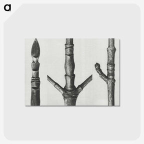 2-30_Karl-Blossfeldt_postcard