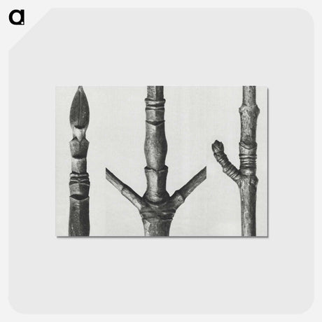 アートポストカード-End of Cornus Nuttallii branch enlarged 8 times - カール ブロスフェルト Postcard.