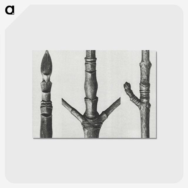 2-30_Karl-Blossfeldt_postcard