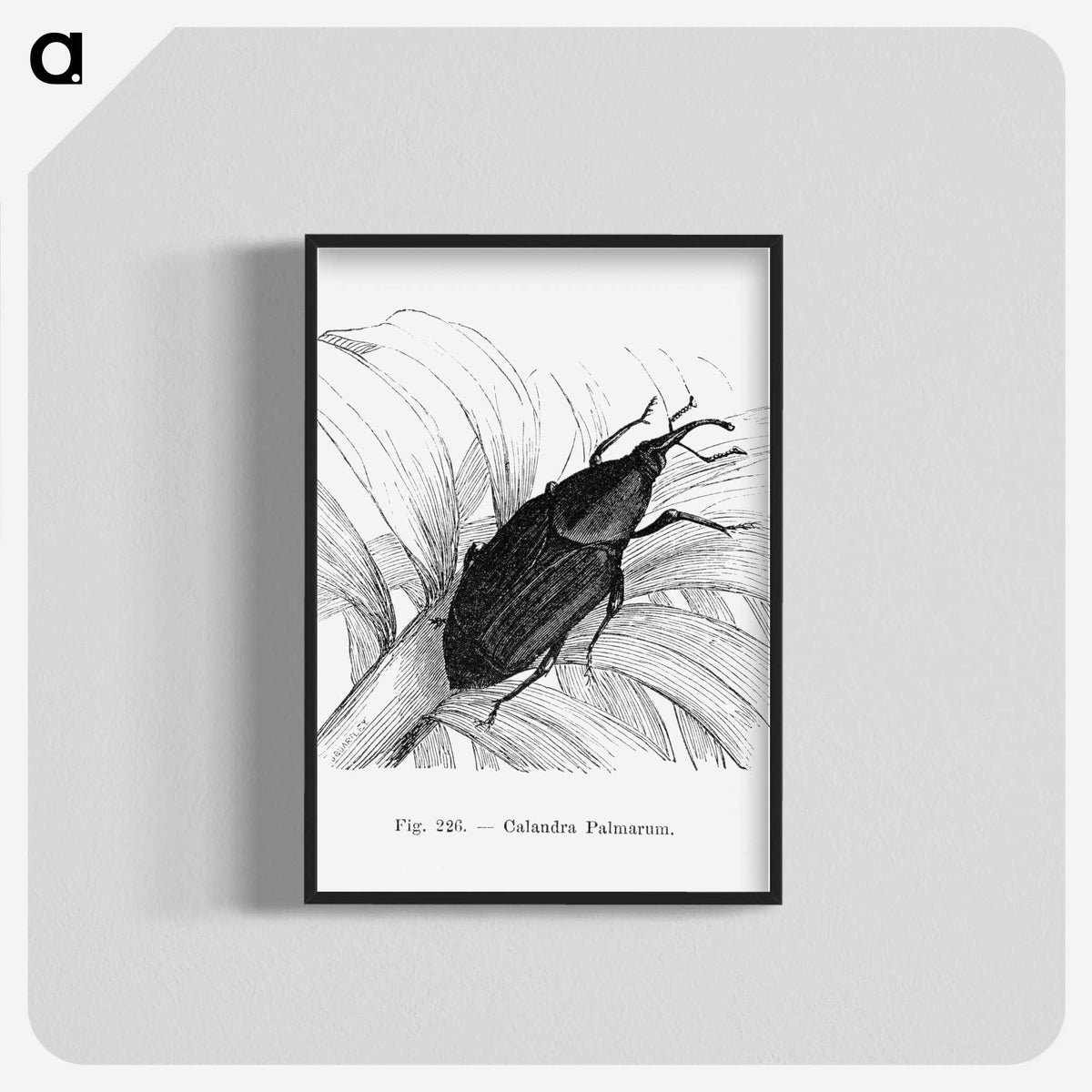 2-30_Les-Palmiers-Histoire-Iconographique_blk-crop