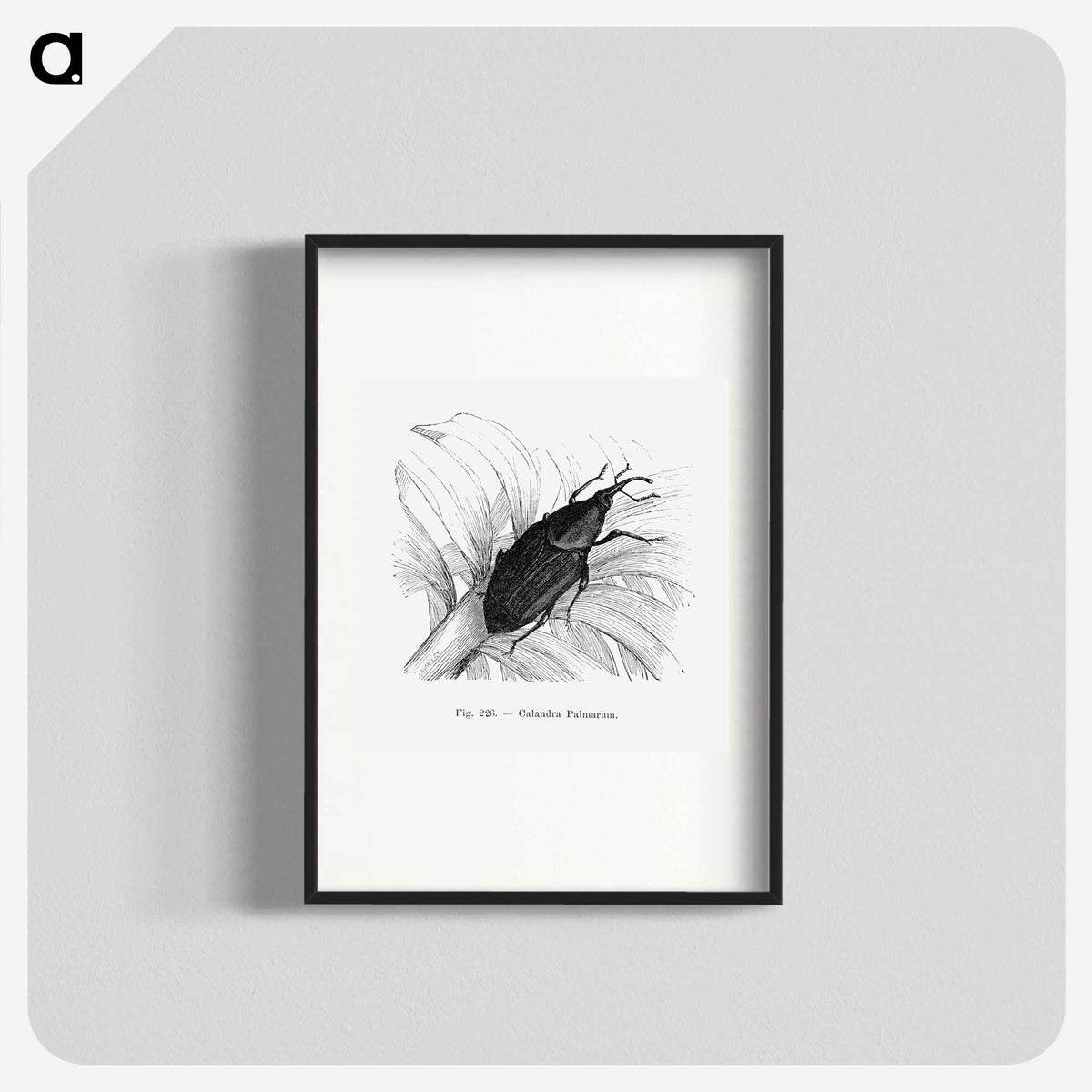 2-30_Les-Palmiers-Histoire-Iconographique_blk