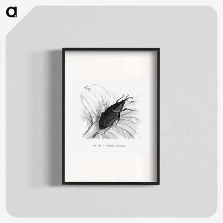 2-30_Les-Palmiers-Histoire-Iconographique_blk