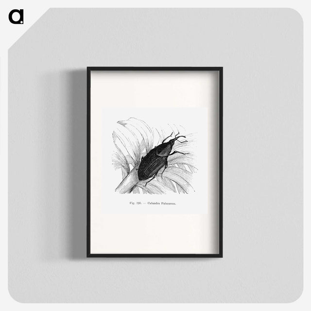 2-30_Les-Palmiers-Histoire-Iconographique_blk