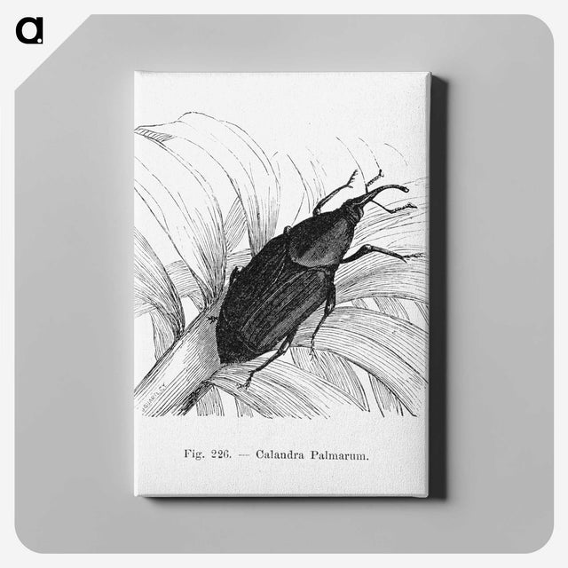 2-30_Les-Palmiers-Histoire-Iconographique_canvas