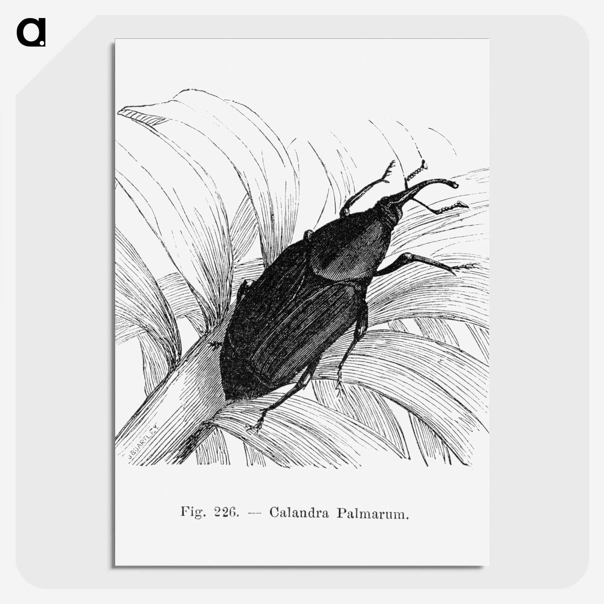 2-30_Les-Palmiers-Histoire-Iconographique_picture-crop