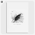 2-30_Les-Palmiers-Histoire-Iconographique_picture