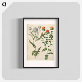 アートポスター-Echinops and Carthamus
 - マリア ジビーラ メーリアン Poster.