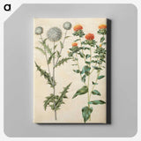 2-30_Maria-Sibylla-Merian_canvas