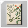 アートパネル-Echinops and Carthamus
 - マリア ジビーラ メーリアン Canvas.