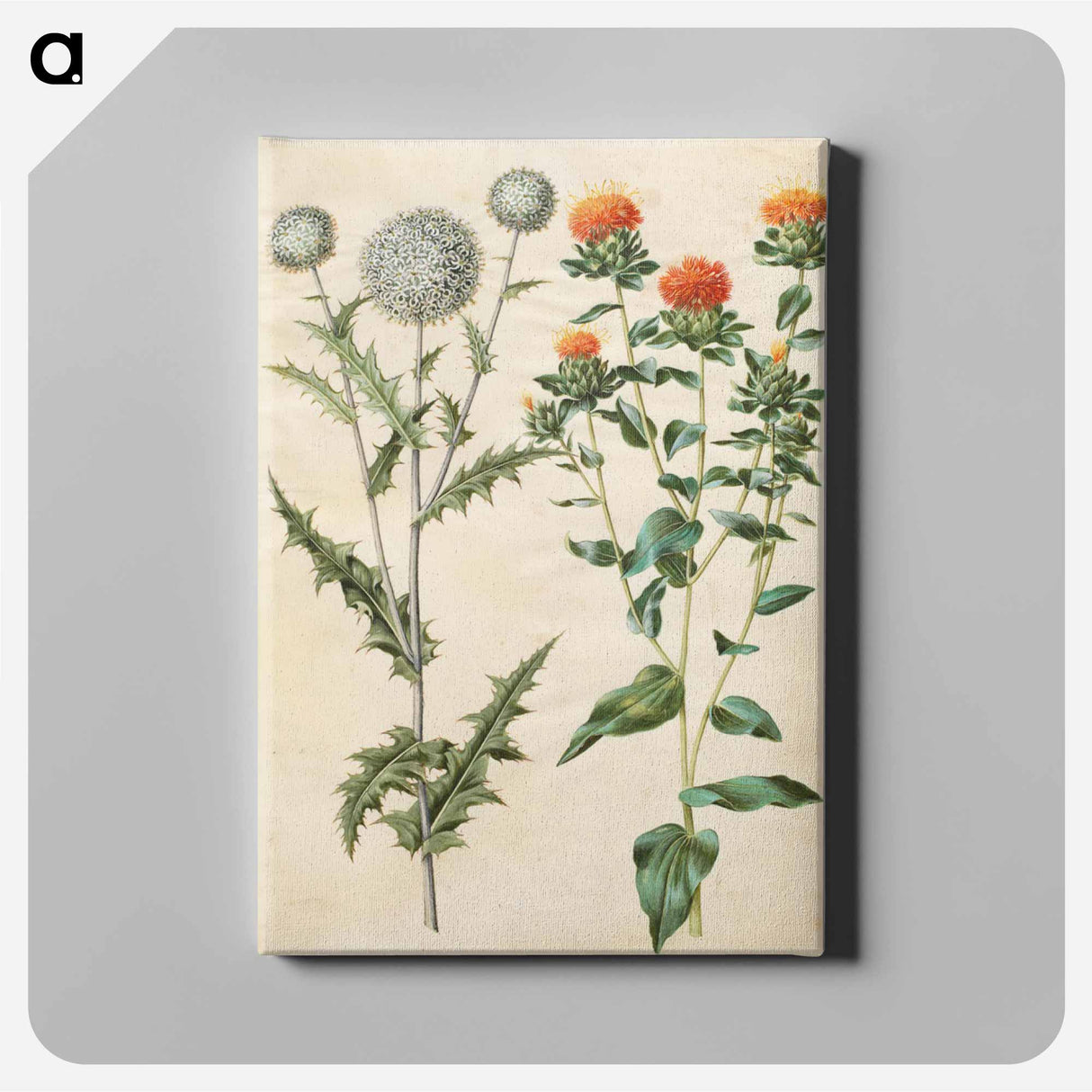 アートパネル-Echinops and Carthamus
 - マリア ジビーラ メーリアン Canvas.