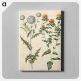 アートパネル-Echinops and Carthamus
 - マリア ジビーラ メーリアン Canvas.