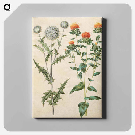 アートパネル-Echinops and Carthamus
 - マリア ジビーラ メーリアン Canvas.