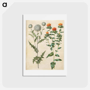 アートポストカード-Echinops and Carthamus
 - マリア ジビーラ メーリアン Postcard.