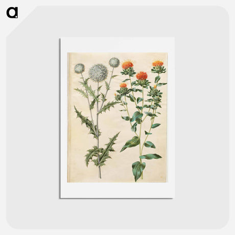 アートポストカード-Echinops and Carthamus
 - マリア ジビーラ メーリアン Postcard.