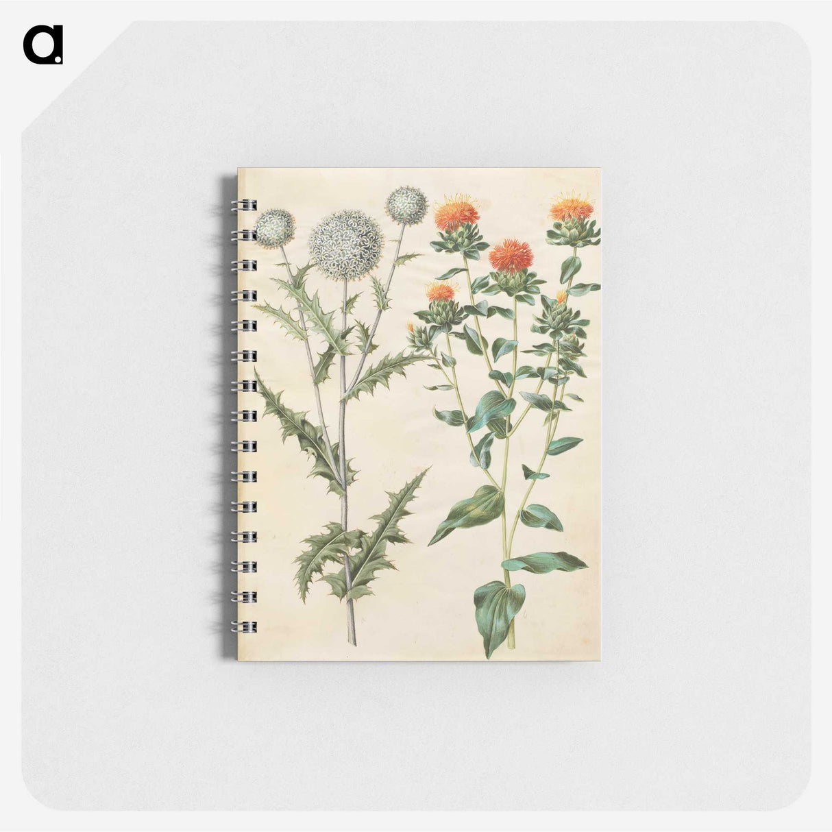 2-30_Maria-Sibylla-Merian_memo