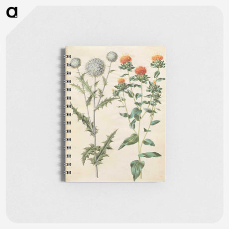 2-30_Maria-Sibylla-Merian_memo
