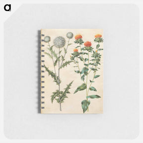 アートメモ帳-Echinops and Carthamus
 - マリア ジビーラ メーリアン Memo.
