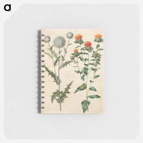 アートメモ帳-Echinops and Carthamus
 - マリア ジビーラ メーリアン Memo.