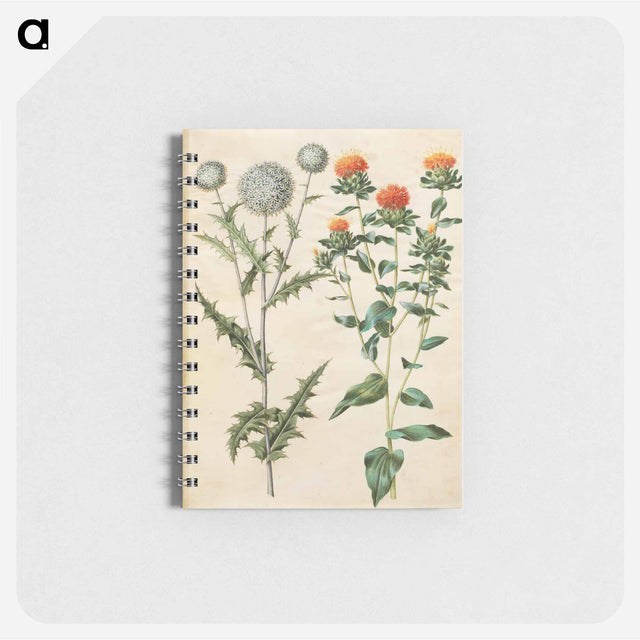 アートメモ帳-Echinops and Carthamus
 - マリア ジビーラ メーリアン Memo.