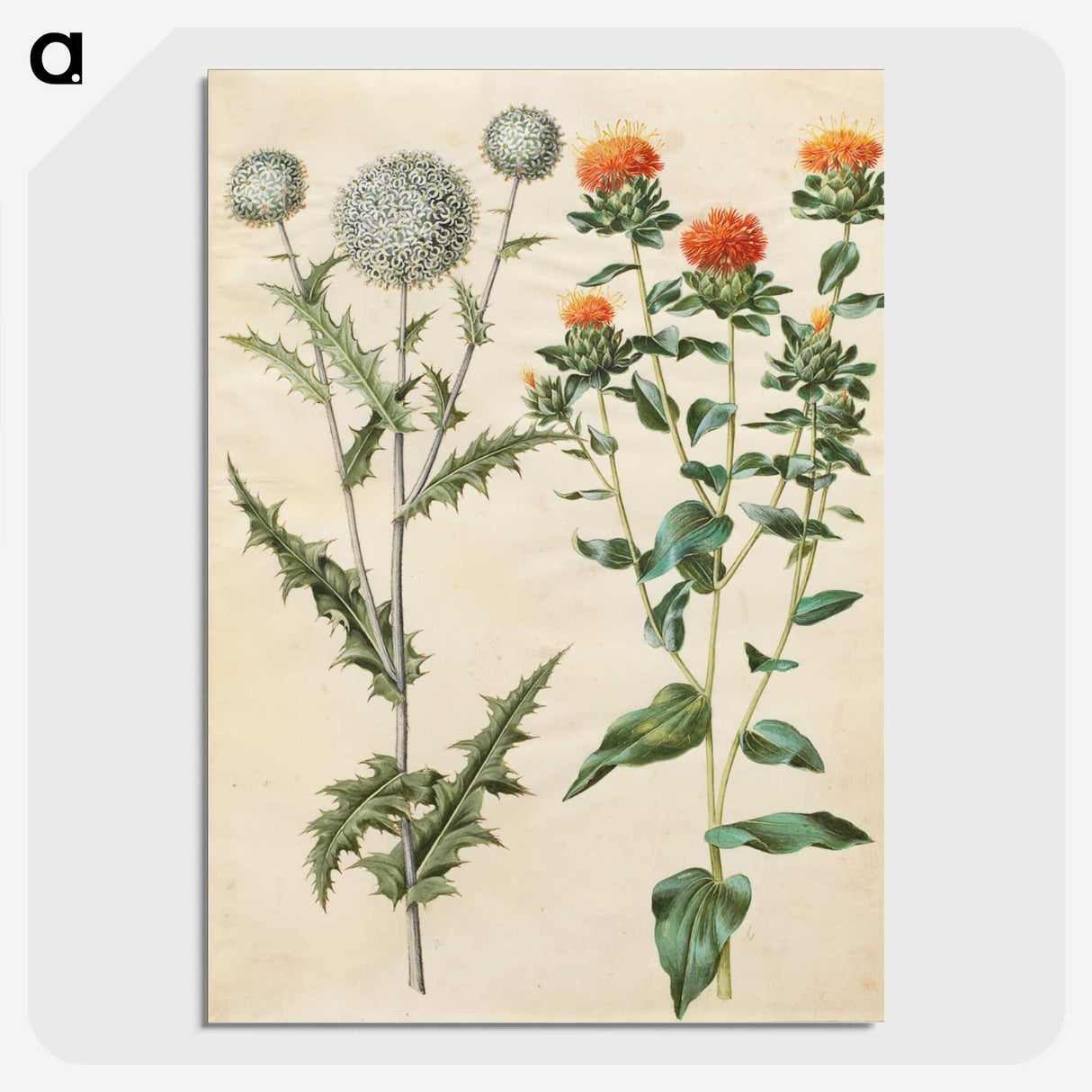 2-30_Maria-Sibylla-Merian_picture-crop