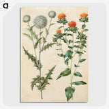 2-30_Maria-Sibylla-Merian_picture-crop