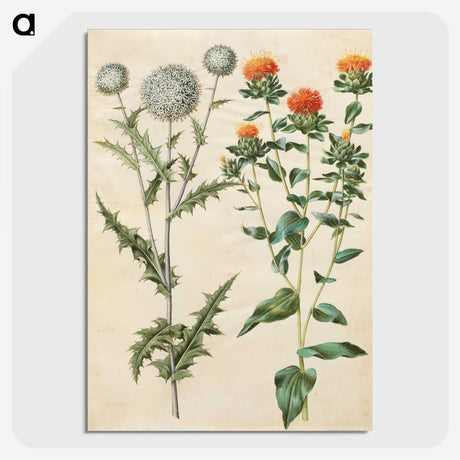 2-30_Maria-Sibylla-Merian_picture-crop