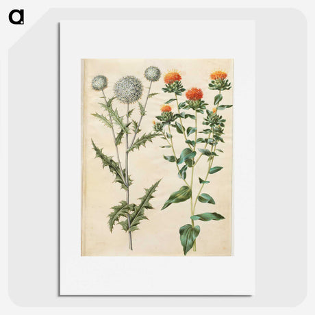 2-30_Maria-Sibylla-Merian_picture