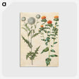 2-30_Maria-Sibylla-Merian_postcard