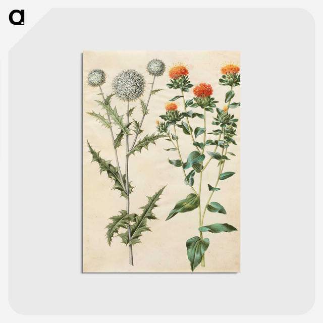 2-30_Maria-Sibylla-Merian_postcard