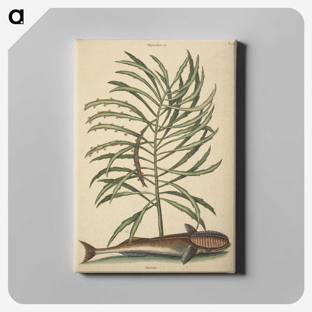 2-30_Mark-Catesby_canvas