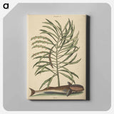 アートパネル-The Sucking Fish
 - マーク ケイツビー Canvas.