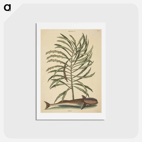 アートポストカード-The Sucking Fish
 - マーク ケイツビー Postcard.