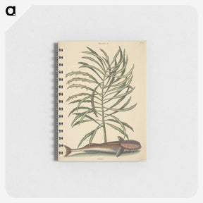 2-30_Mark-Catesby_memo