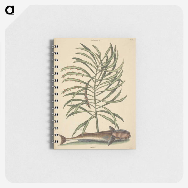 2-30_Mark-Catesby_memo