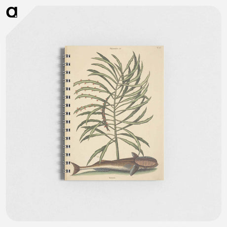 アートメモ帳-The Sucking Fish
 - マーク ケイツビー Memo.