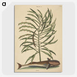 2-30_Mark-Catesby_picture-crop