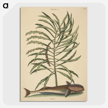 2-30_Mark-Catesby_picture-crop