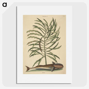 2-30_Mark-Catesby_picture