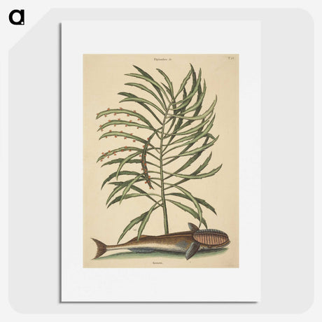 2-30_Mark-Catesby_picture