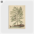 2-30_Mark-Catesby_postcard