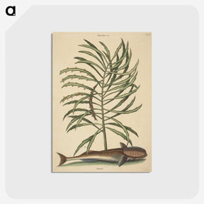 2-30_Mark-Catesby_postcard