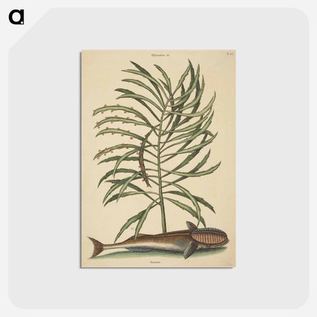 アートポストカード-The Sucking Fish
 - マーク ケイツビー Postcard.