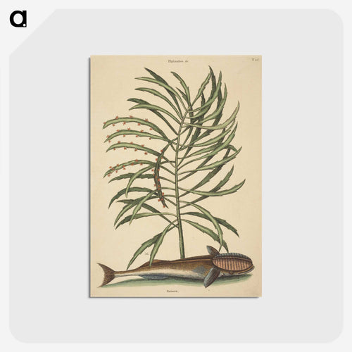 The Sucking Fish
 - マーク ケイツビー Postcard.