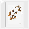 2-30_Mary-Vaux-Walcott_picture