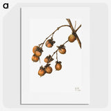 2-30_Mary-Vaux-Walcott_picture