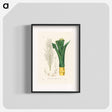 アートポスター-Sugarcane
 - 薬用植物学 Poster.